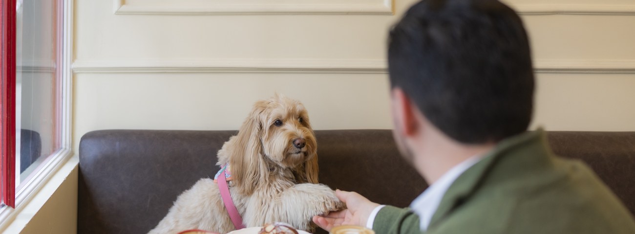 Cliente desayunando en una mesa de mármol acompañado de su perro